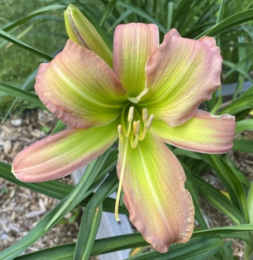 Classique Vieux Rose Cendré